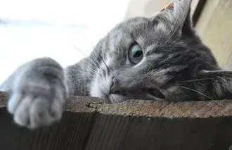 Tapeta Roztomilá šedá kočka na dřevěné podlaze 2K
