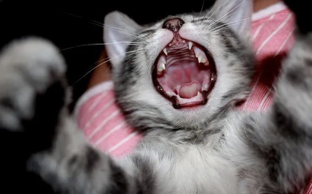 Lindo gatito gris gritando