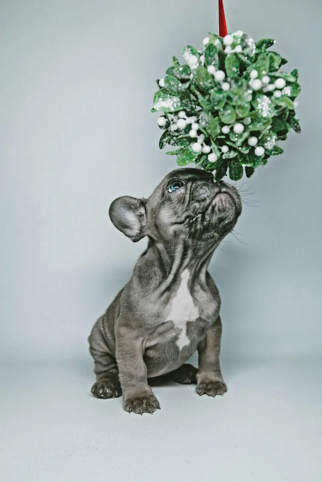 Anak anjing abu-abu yang lucu di bawah mistletoe 2K wallpaper