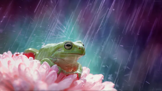 Leuke groene kikker die zich op bloem in de regen bevindt