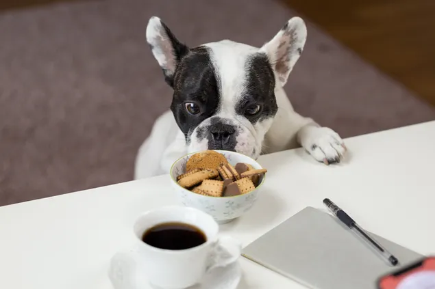 Lindo perro mascota blanco y negro hambriento mirando las galletas 4K fondo de pantalla