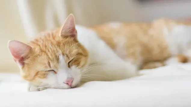 Cute image of yellow and white cat sleeping on white background