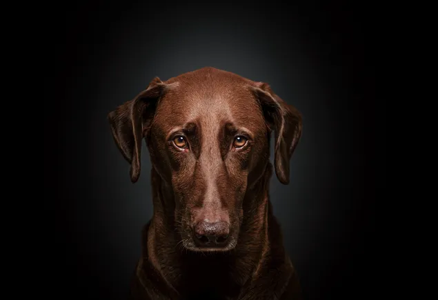 Cute innocent dog with brown eyes and brown fur on a black background