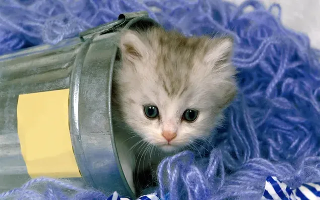 Anak kucing lucu dalam kotak logam di antara tali ungu