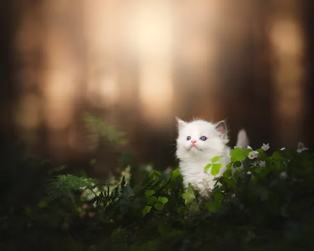 Cute kitten of white color with blue eyes among leaves and flowers in front of blurry forest backdrop