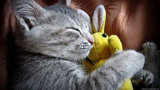 lindo gatito durmiendo abrazando juguete