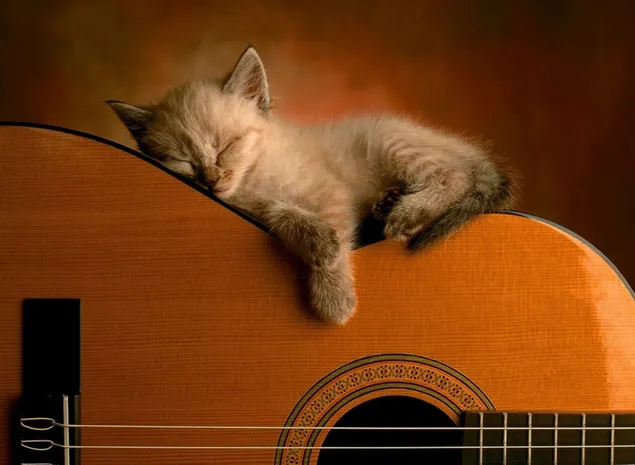 schattig kitten slapen op gitaar