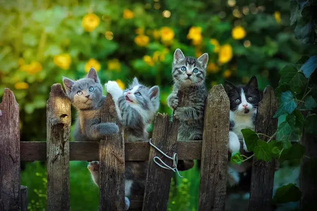 Anak kucing lucu memanjat pagar kayu di depan tanaman hijau dan bunga
