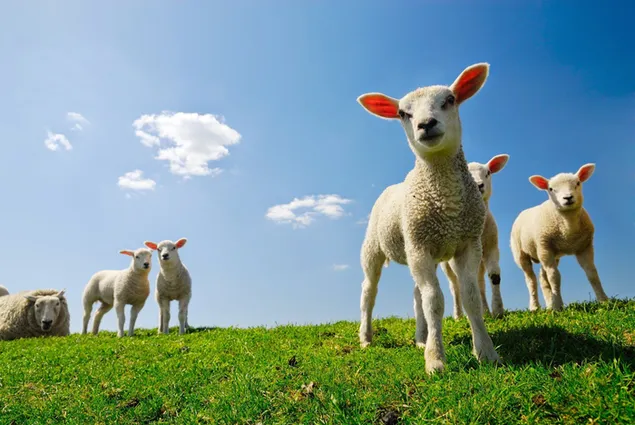 Những chú cừu non dễ thương trên bãi cỏ trong thời tiết nhiều mây, nắng