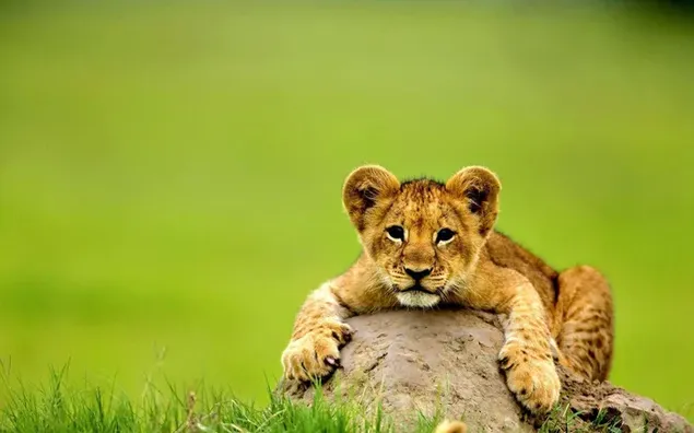 Muat turun Anak singa comel berbaring di atas batu dalam latar belakang hijau kabur