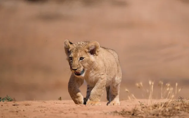 Anak singa lucu berjalan sendirian di jalan tanah unduhan