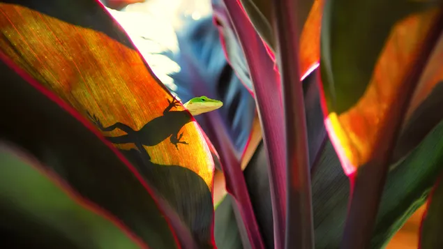 oulike babapaddatjie aflaai