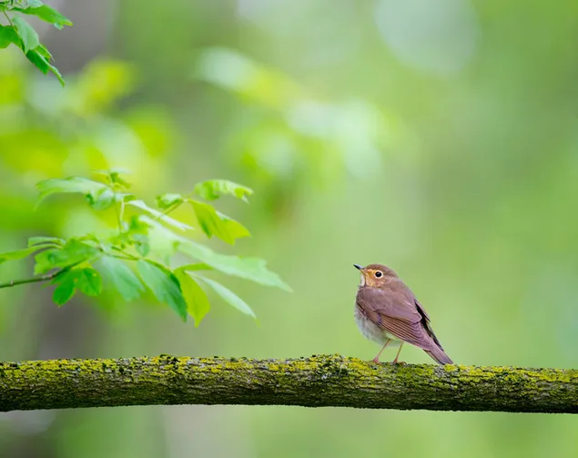 Schattige kleine vogel op boomtak in het bos 2K achtergrond