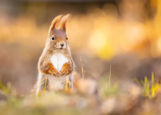 Schattige levendige eekhoorn poseren voor een geel getinte achtergrond download