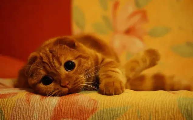 自宅のぼやけた背景の前でベッドに横たわるわら猫の大きな目をしたキュートな表情。
