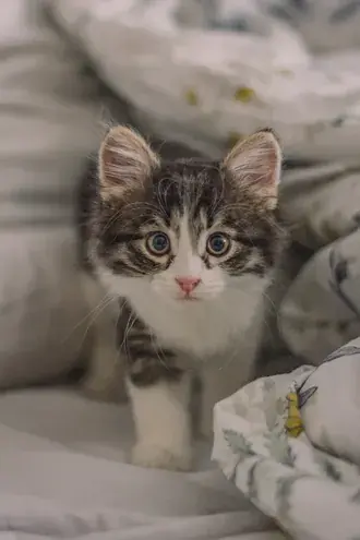 Tapeta Roztomilé vypadající mourovaté kotě na posteli 2K