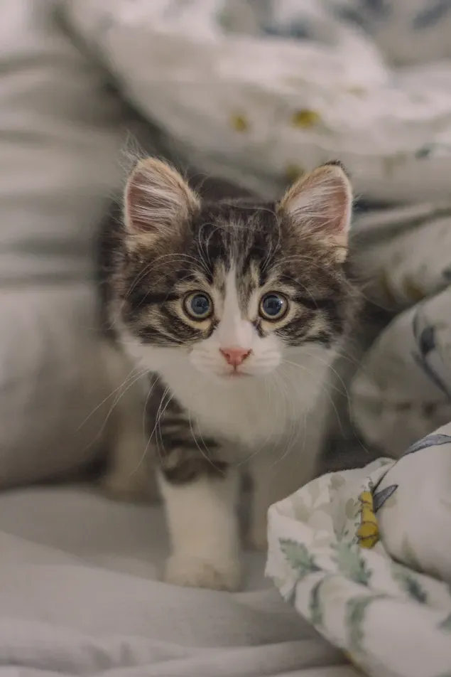 Süß aussehendes Tabby-Kätzchen auf dem Bett