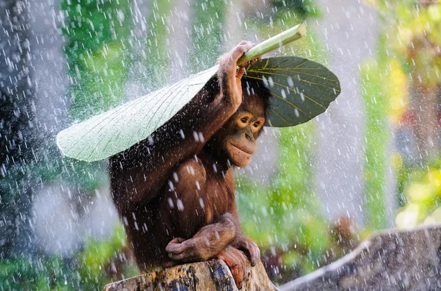 Schattige aap met blad over zijn hoofd 4K achtergrond