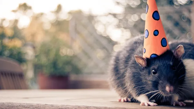 Schattige muis met een muts op zijn hoofd download