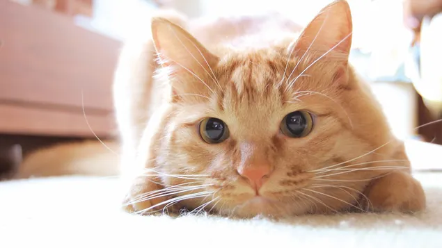 Linda cara de gato naranja HD fondo de pantalla