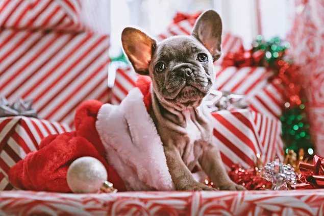 Cute pet puppy with Christmas box present background