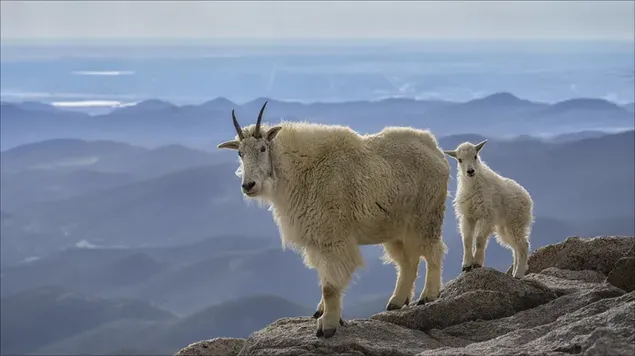 Pose lucu ibu dan bayi kambing di bebatuan unduhan