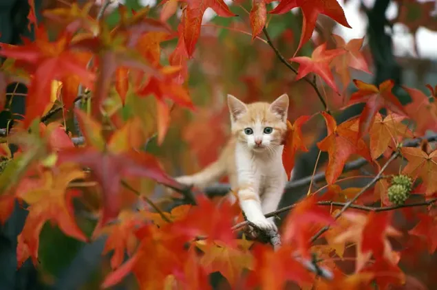 Pose lucu anak kucing kuning dan putih di antara dedaunan musim gugur