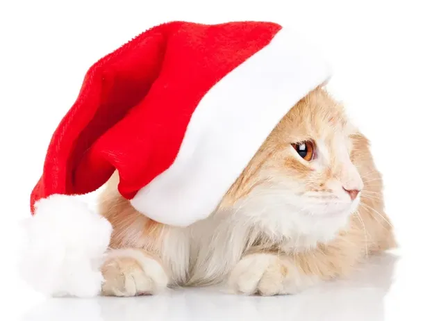 Linda pose de gato amarillo con sombrero blanco rojo para la celebración de navidad