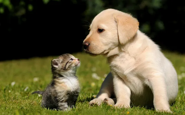 かわいい、子犬、キティ、子猫、猫、犬種 ダウンロード