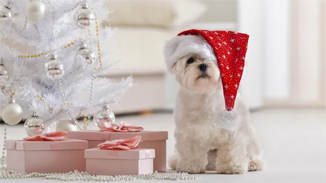 Giáng sinh màu trắng của con chó con dễ thương