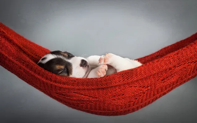 Cute puppy sleeping in a red hammock