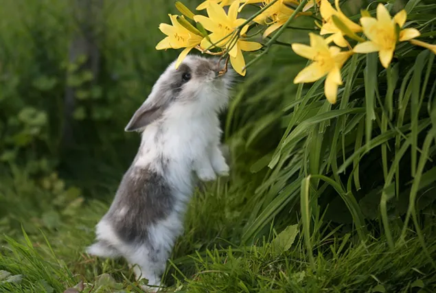 Niedliches Kaninchen in grauer und weißer Farbe, das sich zu gelben Blumen zwischen Gras und Pflanzen erstreckt