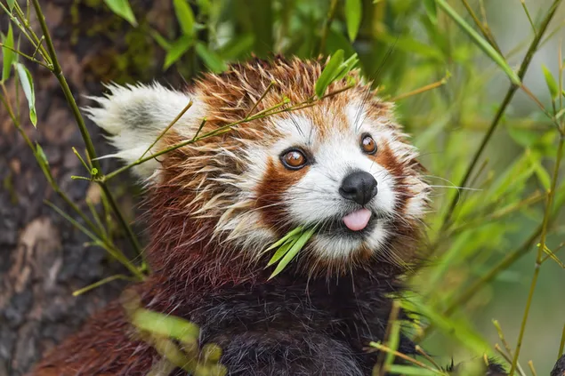 Cute red panda eating in nature