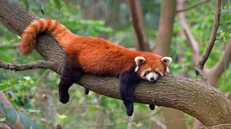 Tapeta Roztomilá panda červená spí na větvi stromu 4K
