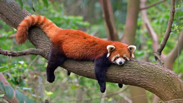 Leuke rode panda slapen op boomtak