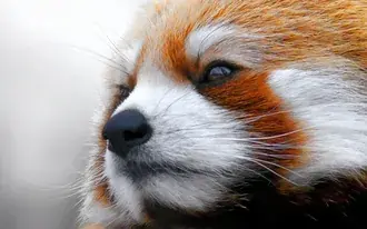 Tapeta Roztomilá panda červená stojící zamyšleně 2K