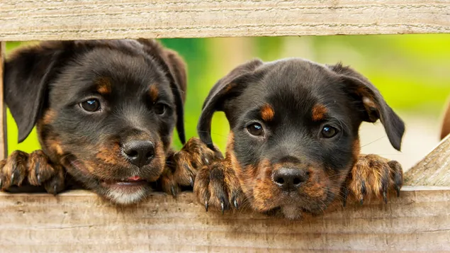 Những chú chó con Rottweiler dễ thương tải xuống