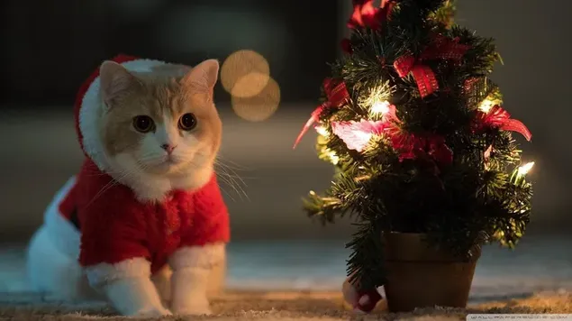 クリスマス ポットとかわいいサンタ猫 HD 壁紙