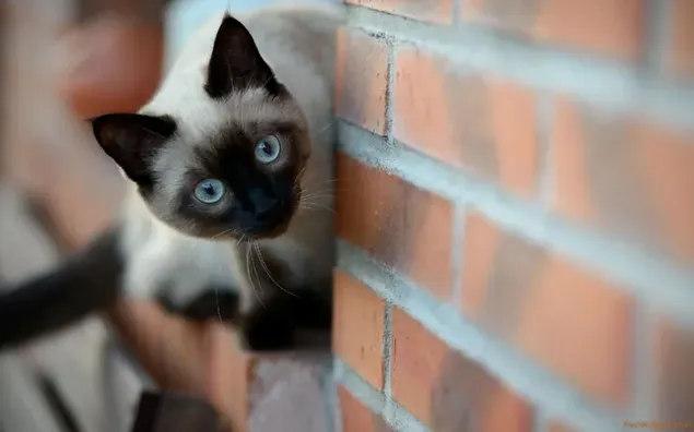 Simpàtic gat siamès amb pell crema i negre i ulls blaus davant de la paret vermella baixada