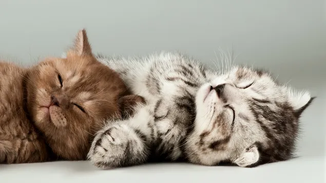 Lindo placer de dormir de gatos cachorros