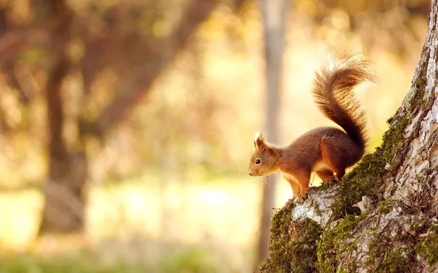 Cute squirrel on tree trunk in front of yellow back forest backdrop