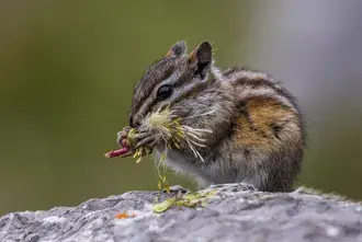 Tapeta Roztomilá veverka fotografoval jíst na skále před rozmazané pozadí 2K