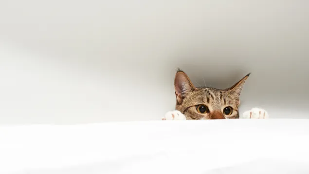Lindo gato atigrado marrón escondido en una sábana blanca