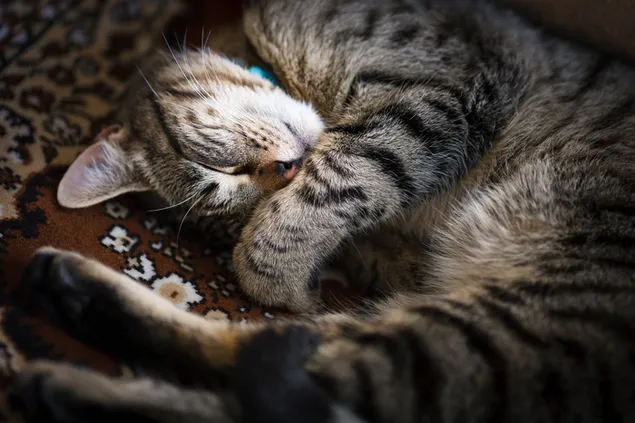 Süße Tabby-Katze, die auf einem gemusterten handgefertigten Teppich schläft 2K Hintergrundbild