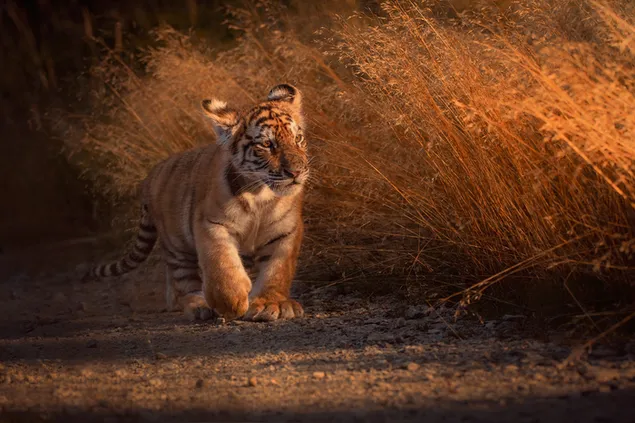 Schattige tijger wandelen 2K achtergrond