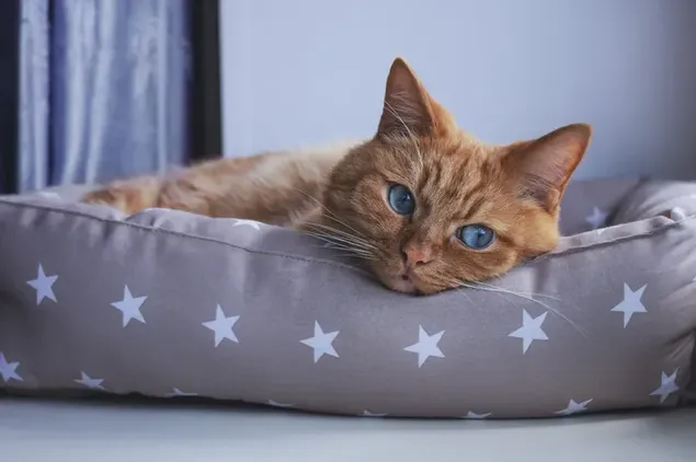 ベッドに横たわっている青い目の黄色い猫のかわいいバージョン