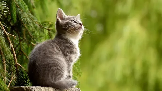 Versi lucu anak kucing melihat ke langit di sebelah pohon pinus di depan latar belakang hijau