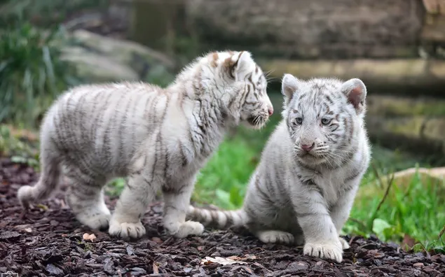 Schattige witte baby tijgerwelpen 2K achtergrond