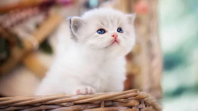Cute White Cat Mammal download