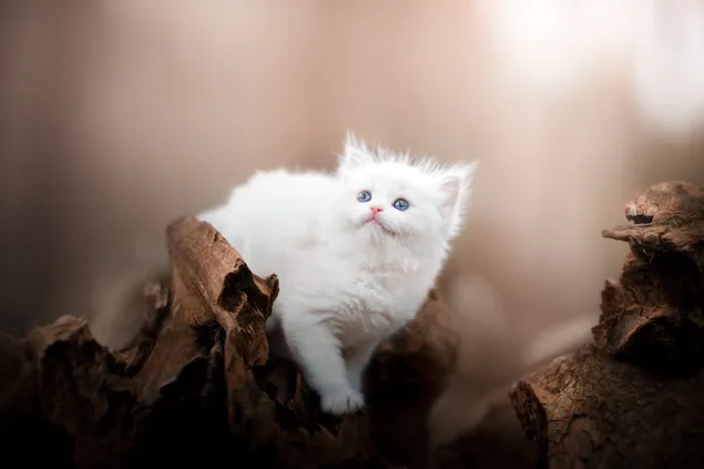 Cute white kitten with blue eyes in front of out of focus background on wooden dry wood